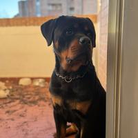 Rottweiler