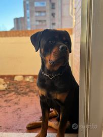 Rottweiler