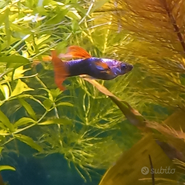 Coppia guppy tuxedo platinum