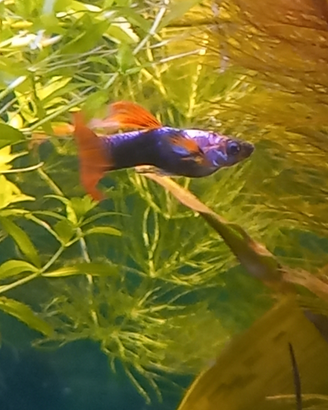 Coppia guppy tuxedo platinum