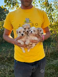 Cuccioli di Maltipoo