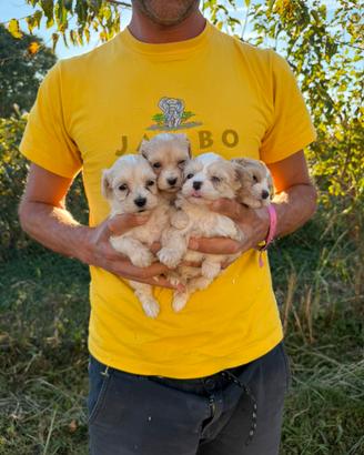 Cuccioli di Maltipoo