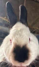 Conigli Coppia California