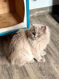 British longhair