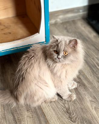 British longhair