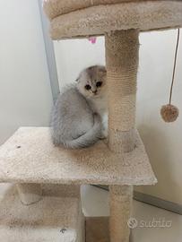 Cuccioli di gattini scottish fold