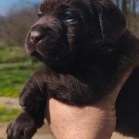 Cuccioli labrador selezione cioccolato pedigree