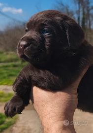 Cuccioli labrador selezione cioccolato pedigree