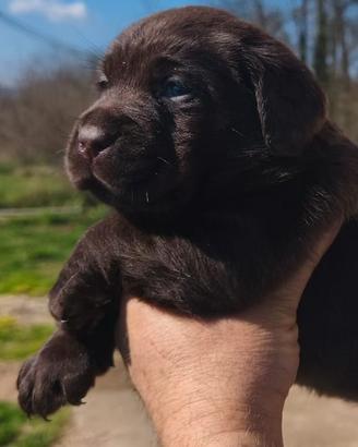 Cuccioli labrador selezione cioccolato pedigree