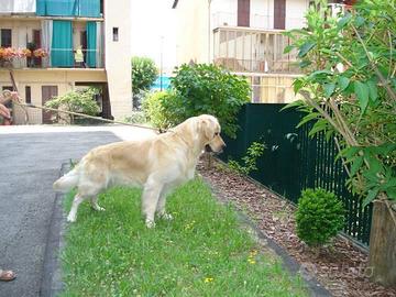 Golden Retriever cuccioli