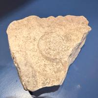 Pietra Fossile, conchiglie e quarzi rosa