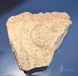 Pietra Fossile, conchiglie e quarzi rosa