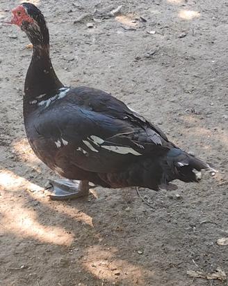 Anatra muta