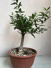 Prebonsai di ulivo