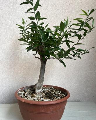 Prebonsai di ulivo