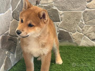 Shiba inu