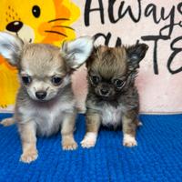 Chihuahua maschietti stupendi