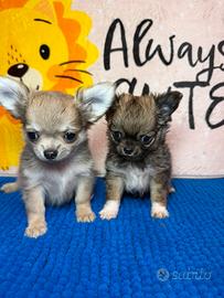 Chihuahua maschietti stupendi