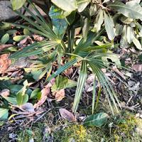 Piante varie