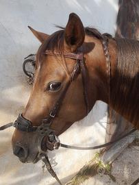 Cavalla appalosa