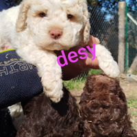 Cuccioli di Lagotto romagnolo con pedigree