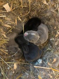 Cuccioli coniglio ariete Minilop