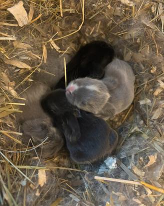 Cuccioli coniglio ariete Minilop