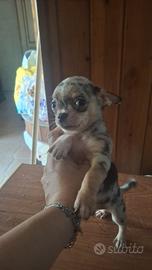 chihuahua maschi
