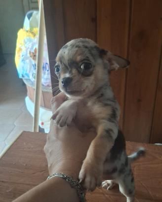 chihuahua maschi