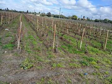 Terreno agricolo vigneto