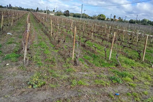 Terreno agricolo vigneto