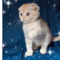 Gattino scottish fold