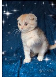 Gattino scottish fold