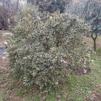 Agrifoglio variegato