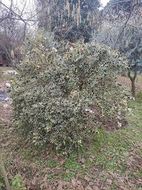 Agrifoglio variegato