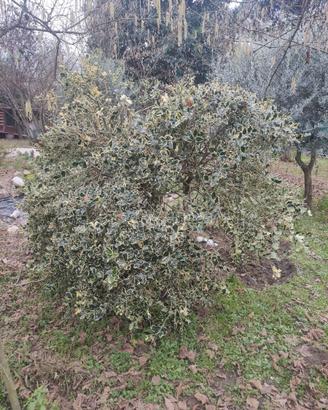 Agrifoglio variegato