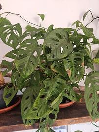 philodendron hederaceum lemon lime Philodendron hederaceum Lemon Lime
