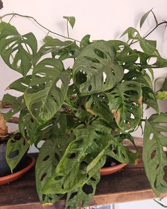 talea di monstera monkey
