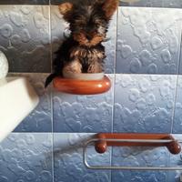 Yorkshire terrier