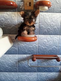 Yorkshire terrier