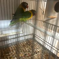 Inseparabili Personata coppia