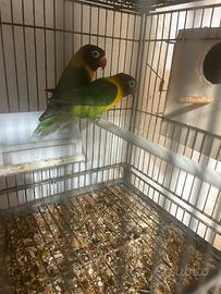 Inseparabili Personata coppia