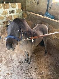 Mini pony