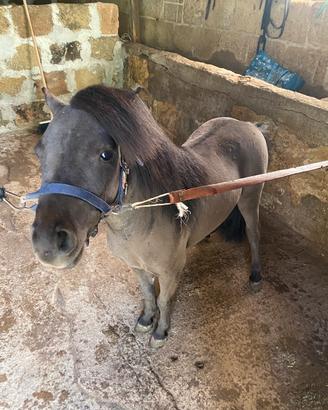Mini pony