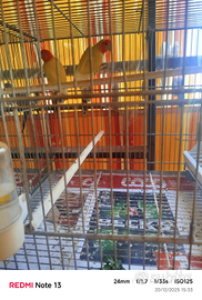 Coppia di inseparabili