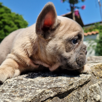 Bulldog francese