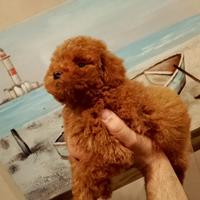 Barboncina red mini- toy