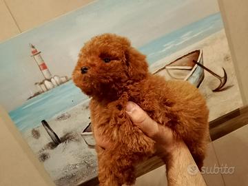 Barboncina red mini- toy