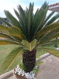 pianta cycas 
