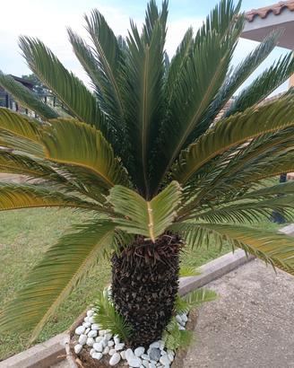 pianta cycas 